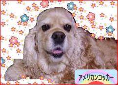 にほんブログ村 犬ブログ アメリカンコッカースパニエルへ