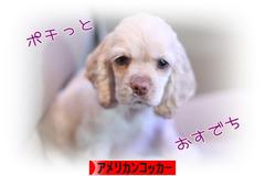 にほんブログ村 犬ブログ アメリカンコッカースパニエルへ