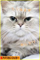 にほんブログ村 犬ブログ アメリカンコッカースパニエルへ