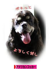 にほんブログ村 犬ブログ アメリカンコッカースパニエルへ