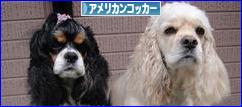 にほんブログ村 犬ブログ アメリカンコッカースパニエルへ