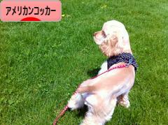 にほんブログ村 犬ブログ アメリカンコッカースパニエルへ