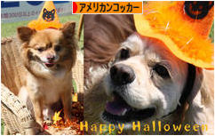 にほんブログ村 犬ブログ アメリカンコッカースパニエルへ