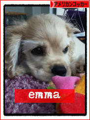 にほんブログ村 犬ブログ アメリカンコッカースパニエルへ