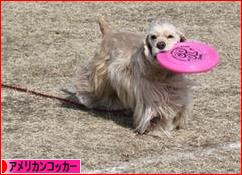 にほんブログ村 犬ブログ アメリカンコッカースパニエルへ