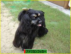 にほんブログ村 犬ブログ アメリカンコッカースパニエルへ