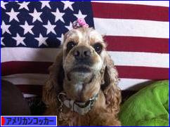 にほんブログ村 犬ブログ アメリカンコッカースパニエルへ