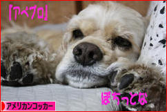 にほんブログ村 犬ブログ アメリカンコッカースパニエルへ