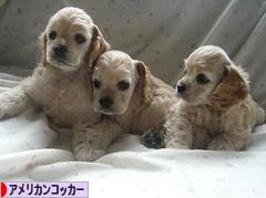 にほんブログ村 犬ブログ アメリカンコッカースパニエルへ
