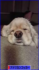 にほんブログ村 犬ブログ アメリカンコッカースパニエルへ