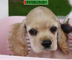 にほんブログ村 犬ブログ アメリカンコッカースパニエルへ