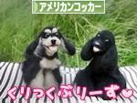 にほんブログ村 犬ブログ アメリカンコッカースパニエルへ