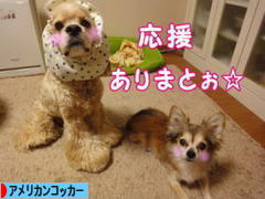 にほんブログ村 犬ブログ アメリカンコッカースパニエルへ