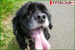 にほんブログ村 犬ブログ アメリカンコッカースパニエルへ
