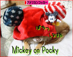 にほんブログ村 犬ブログ アメリカンコッカースパニエルへ