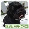 にほんブログ村 犬ブログ アメリカンコッカースパニエルへ