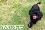 にほんブログ村 犬ブログ アメリカンコッカースパニエルへ