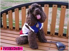 にほんブログ村 犬ブログ アメリカンコッカースパニエルへ