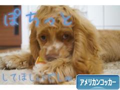 にほんブログ村 犬ブログ アメリカンコッカースパニエルへ