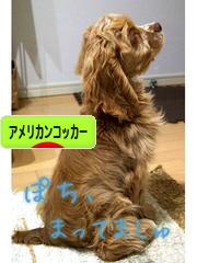 にほんブログ村 犬ブログ アメリカンコッカースパニエルへ