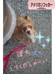 にほんブログ村 犬ブログ アメリカンコッカースパニエルへ