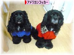 にほんブログ村 犬ブログ アメリカンコッカースパニエルへ
