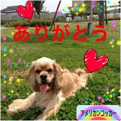 にほんブログ村 犬ブログ アメリカンコッカースパニエルへ