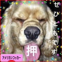 にほんブログ村 犬ブログ アメリカンコッカースパニエルへ