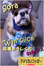 にほんブログ村 犬ブログ アメリカンコッカースパニエルへ