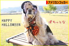 にほんブログ村 犬ブログ アメリカンコッカースパニエルへ