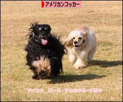 にほんブログ村 犬ブログ アメリカンコッカースパニエルへ