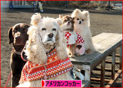にほんブログ村 犬ブログ アメリカンコッカースパニエルへ