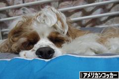にほんブログ村 犬ブログ アメリカンコッカースパニエルへ