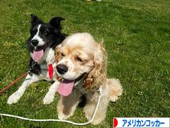 にほんブログ村 犬ブログ アメリカンコッカースパニエルへ