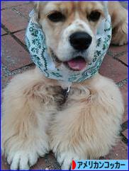 にほんブログ村 犬ブログ アメリカンコッカースパニエルへ