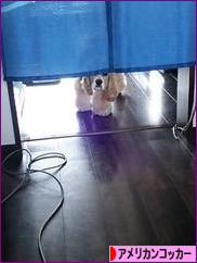 にほんブログ村 犬ブログ アメリカンコッカースパニエルへ