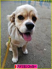 にほんブログ村 犬ブログ アメリカンコッカースパニエルへ