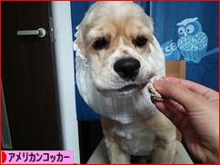 にほんブログ村 犬ブログ アメリカンコッカースパニエルへ