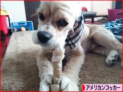 にほんブログ村 犬ブログ アメリカンコッカースパニエルへ