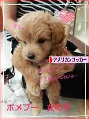 にほんブログ村 犬ブログ アメリカンコッカースパニエルへ