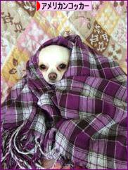 にほんブログ村 犬ブログ アメリカンコッカースパニエルへ