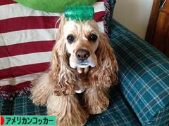 にほんブログ村 犬ブログ アメリカンコッカースパニエルへ