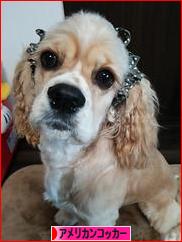 にほんブログ村 犬ブログ アメリカンコッカースパニエルへ