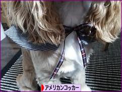 にほんブログ村 犬ブログ アメリカンコッカースパニエルへ