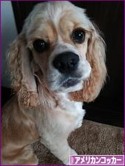にほんブログ村 犬ブログ アメリカンコッカースパニエルへ