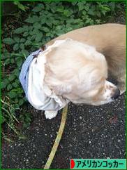 にほんブログ村 犬ブログ アメリカンコッカースパニエルへ