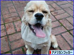 にほんブログ村 犬ブログ アメリカンコッカースパニエルへ