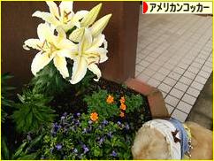 にほんブログ村 犬ブログ アメリカンコッカースパニエルへ