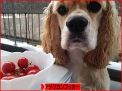 にほんブログ村 犬ブログ アメリカンコッカースパニエルへ