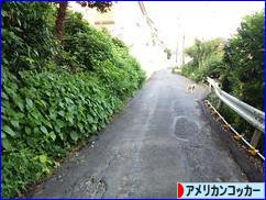 にほんブログ村 犬ブログ アメリカンコッカースパニエルへ